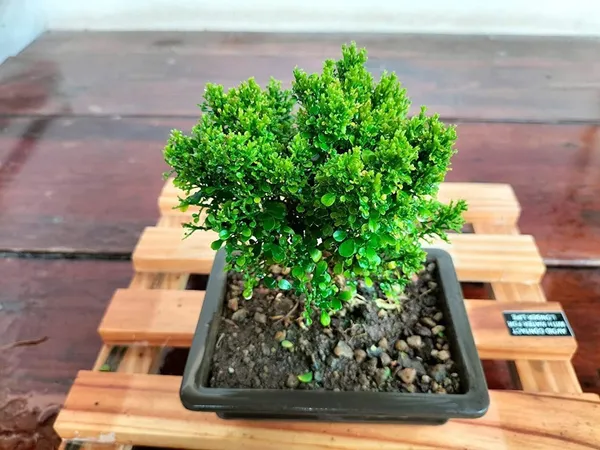 Madhu_Kamini_Plant_(Hybrid,_Pack_of_1)