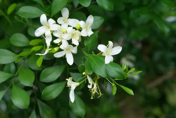Jasmine_Plant_(Hybrid,_Pack_of_1)