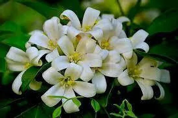Jasmine_Plant_(Hybrid,_Pack_of_1)