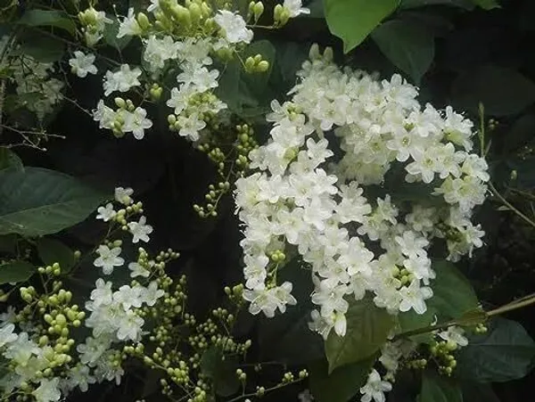 Murraya_Paniculata_Plant_(Hybrid,_Pack_of_1)