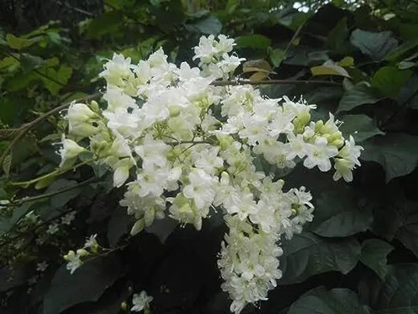 Murraya_Paniculata_Plant_(Hybrid,_Pack_of_1)