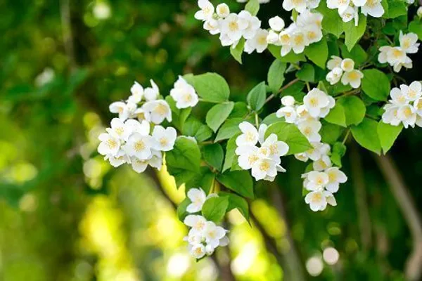 Jasmine_Plant_(Hybrid,_Pack_of_1)