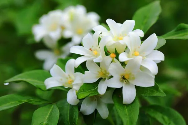 Jasmine_Plant_(Hybrid,_Pack_of_1)