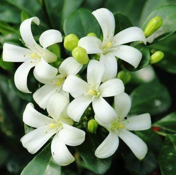 Kanchana_Plant_(Hybrid,_Pack_of_1)