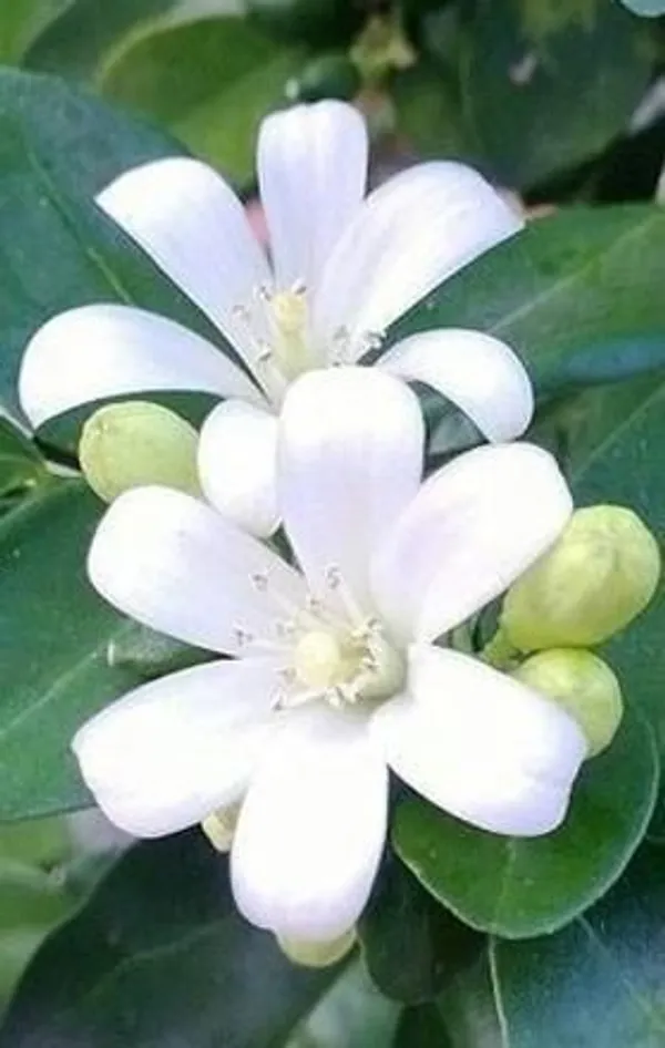 Kanchana_Plant_(Hybrid,_Pack_of_1)