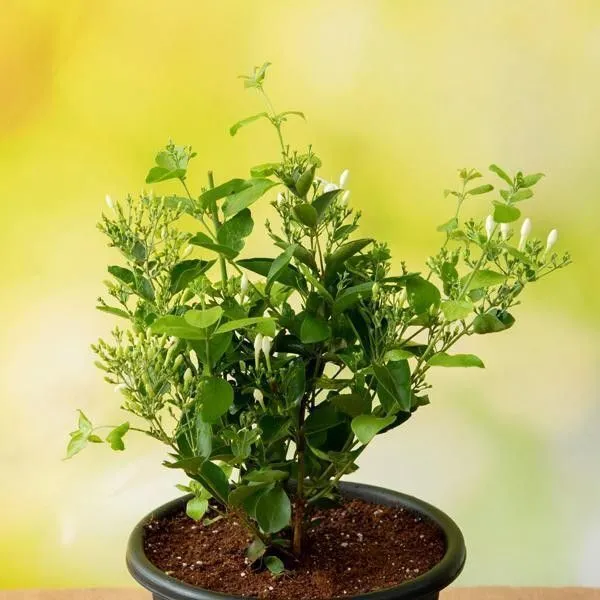 Murraya_Paniculata_Plant_(Hybrid,_Pack_of_1)