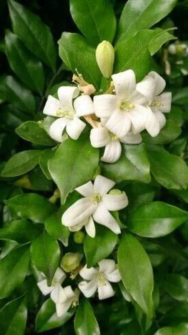 Madhu_Kamini_Plant_(Hybrid,_Pack_of_1)