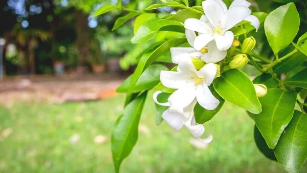 Jasmine_Plant_(Hybrid,_Pack_of_1)