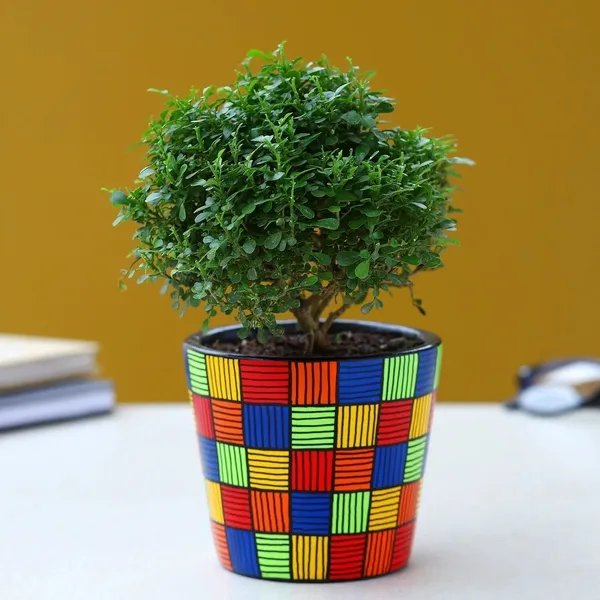 Dwarf_Bonsai_Succulent_Plant_(Hybrid,_Pack_of_1)