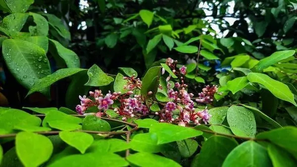 Star_Fruit_Carambola_Grafted_Plant_(Hybrid,_Pack_of_1)
