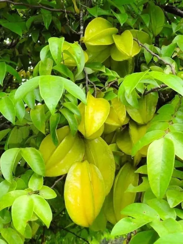 Star_Fruit_Carambola_Grafted_Plant_(Hybrid,_Pack_of_1)