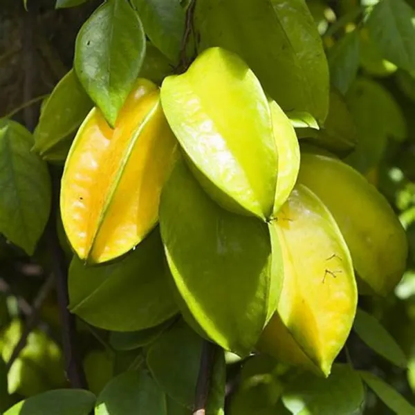 Star_Fruit_Carambola_Grafted_Plant_(Hybrid,_Pack_of_1)
