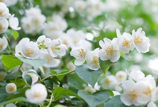 Jasmine_Plant_(Hybrid,_Pack_of_1)