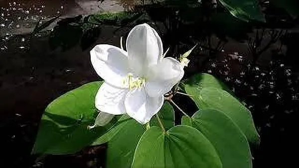 Kanchana_Plant_(Hybrid,_Pack_of_1)