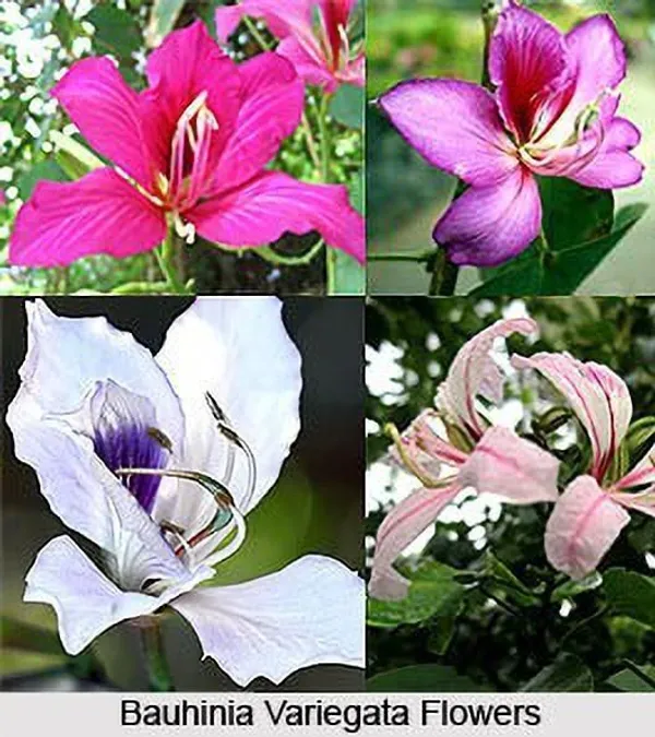 ZZ_Plant_(Hybrid,_Pack_of_1)