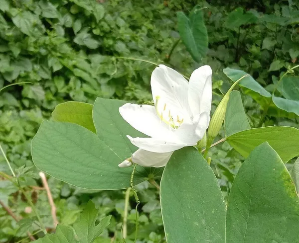 Kanchana_Plant_(Hybrid,_Pack_of_1)
