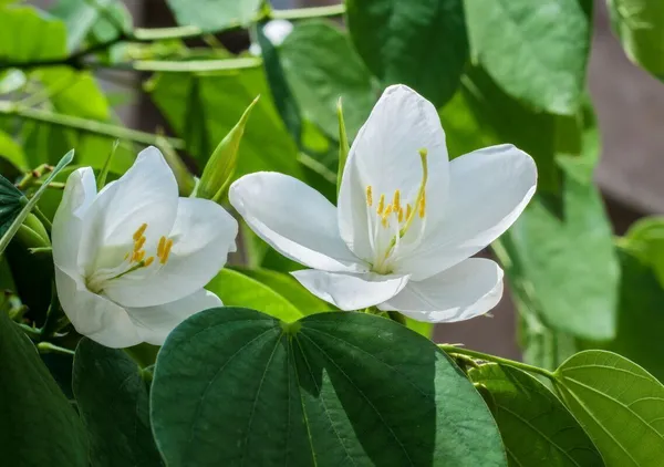 Kanchana_Plant_(Hybrid,_Pack_of_1)