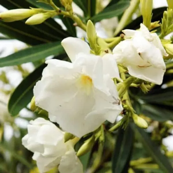 Kaner_Plant_(Hybrid,_Pack_of_1)