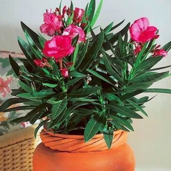 Kaner_Plant_(Hybrid,_Pack_of_1)
