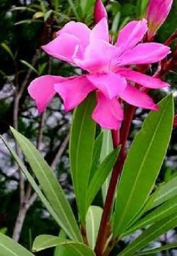 Kaner_Plant_(Hybrid,_Pack_of_1)