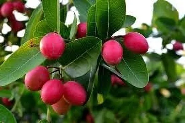 Karonda_Plant_(Hybrid,_Pack_of_1)