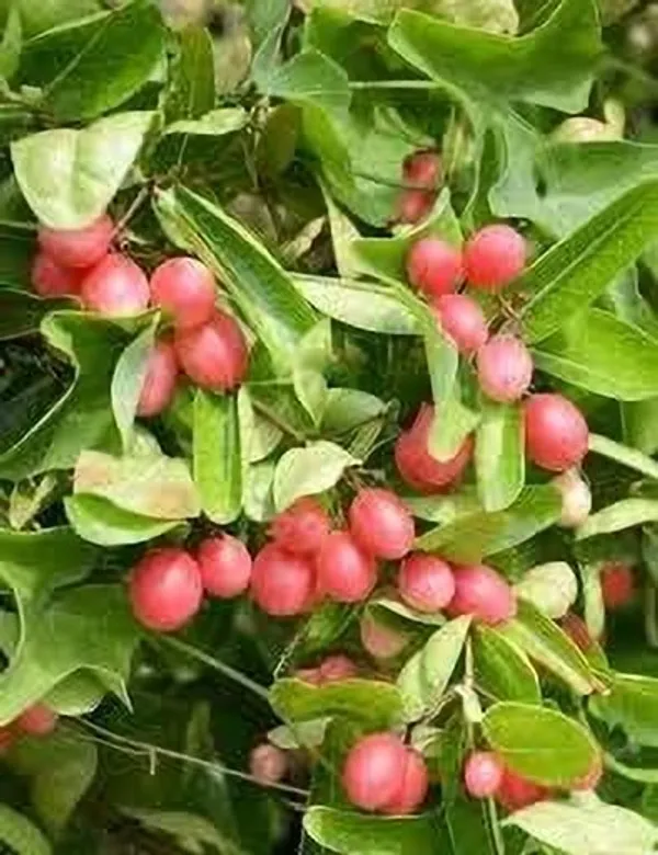 Karonda_Plant_(Hybrid,_Pack_of_1)