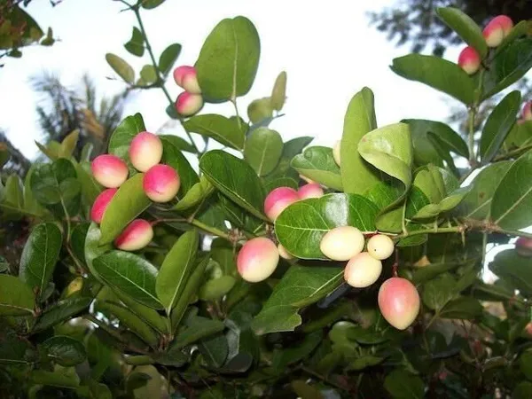 Karonda_Plant_(Hybrid,_Pack_of_1)