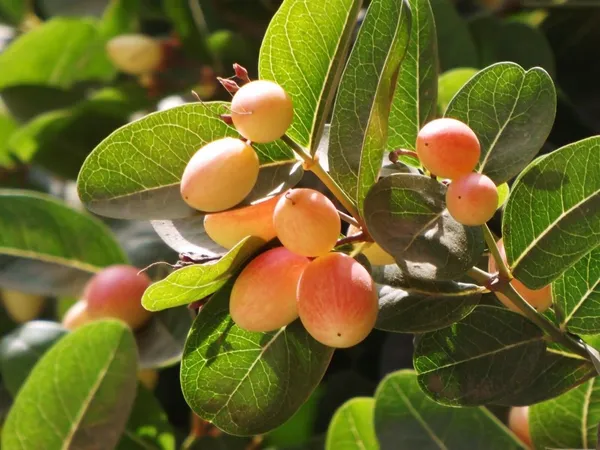 Karonda_Plant_(Hybrid,_Pack_of_1)