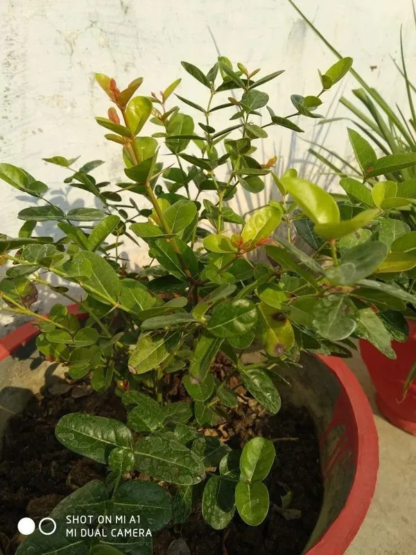 Karonda_Plant_(Hybrid,_Pack_of_1)
