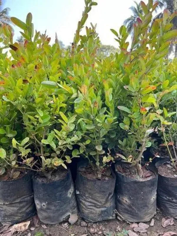Karonda_Plant_(Hybrid,_Pack_of_1)
