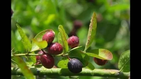 Karonda_Plant_(Hybrid,_Pack_of_1)
