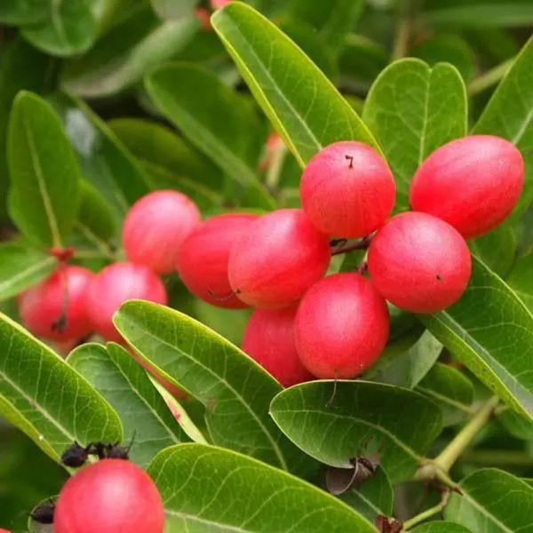 Karonda_Plant_(Hybrid,_Pack_of_1)