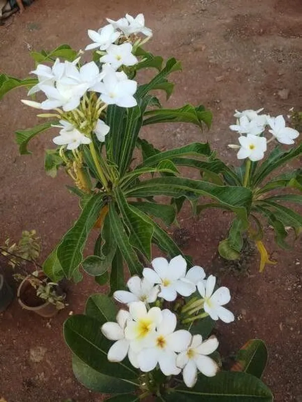 Plumeria_Plant_(Hybrid,_Pack_of_1)