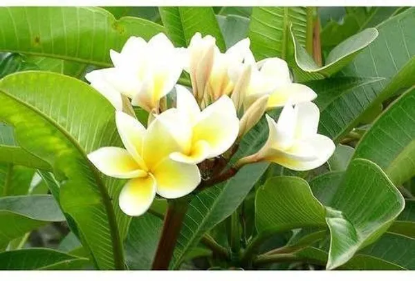 Plumeria_Plant_(Hybrid,_Pack_of_1)
