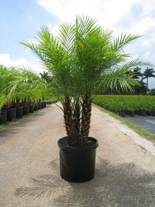 ZZ_Plant_(Hybrid,_Pack_of_1)