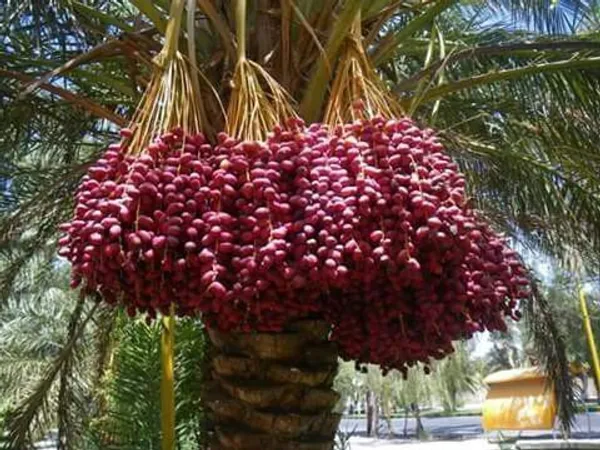 ZZ_Plant_(Hybrid,_Pack_of_1)