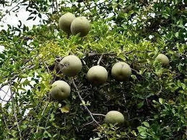 Wood_Apple_Plant_(Hybrid,_Pack_of_1)