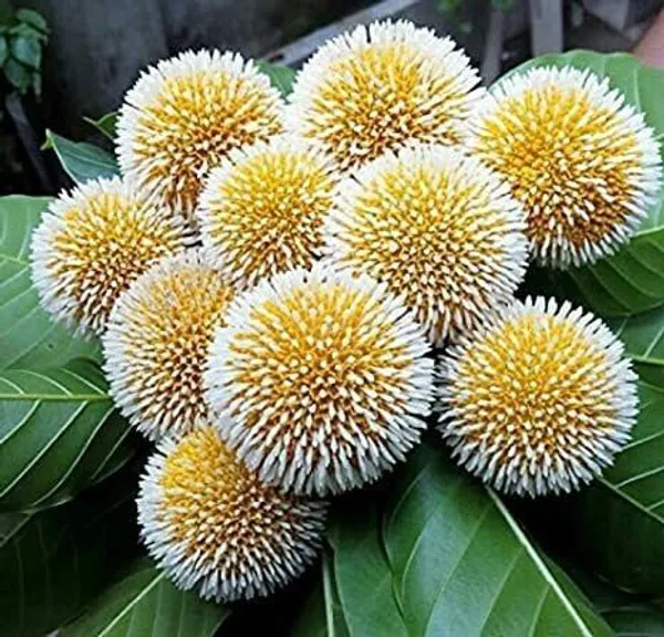 ZZ_Plant_(Hybrid,_Pack_of_1)