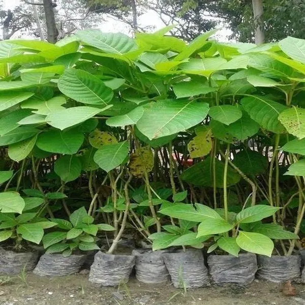 ZZ_Plant_(Hybrid,_Pack_of_1)