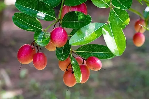 Karonda_Plant_(Hybrid,_Pack_of_1)