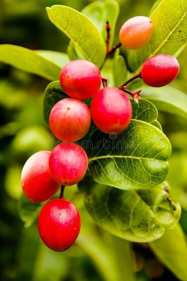 Karonda_Plant_(Hybrid,_Pack_of_1)