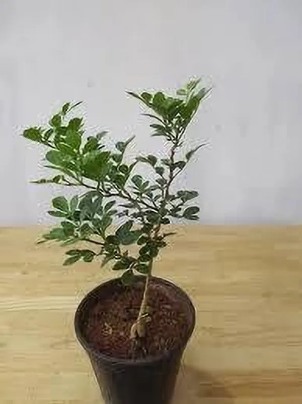 Bel_Plant_(Hybrid,_Pack_of_1)