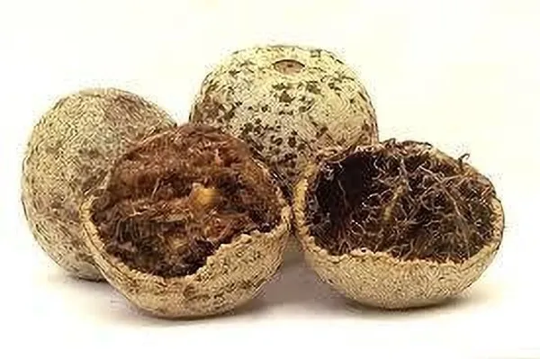 Bel_Plant_(Hybrid,_Pack_of_1)