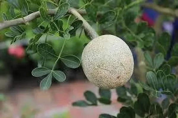 Bel_Plant_(Hybrid,_Pack_of_1)