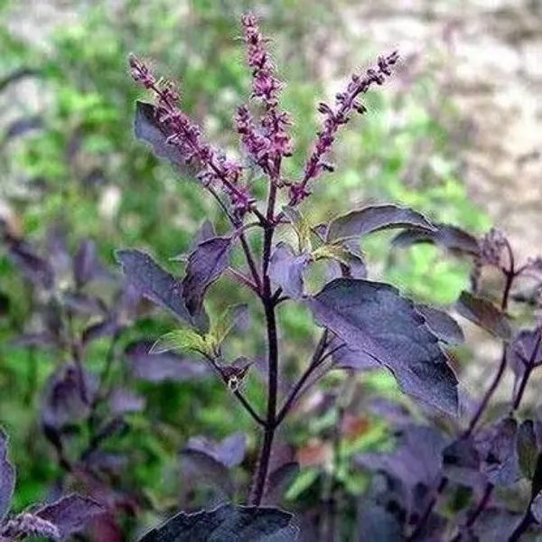 Tulsi_Plant_(Hybrid,_Pack_of_1)