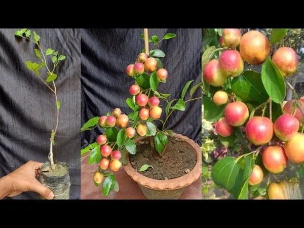 Ber_Apple_Plant_(Hybrid,_Pack_of_1)
