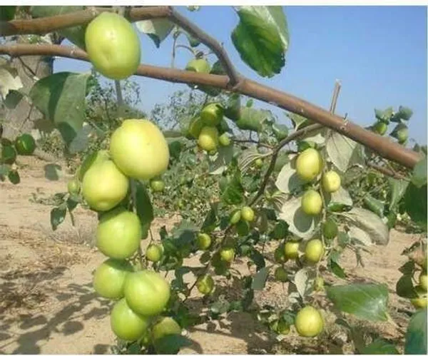 Ber_Apple_Plant_(Hybrid,_Pack_of_1)