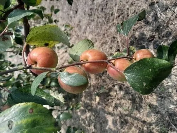 Ber_Apple_Plant_(Hybrid,_Pack_of_1)