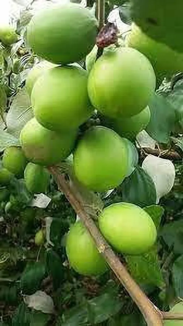 Ber_Apple_Plant_(Hybrid,_Pack_of_1)