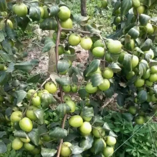 Ber_Apple_Plant_(Hybrid,_Pack_of_1)